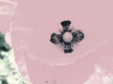 mohn-verblichen