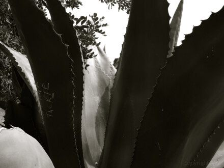 Agave 2