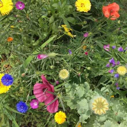 Wiese bunt