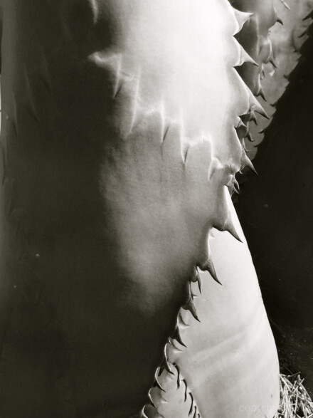 Agave Detail