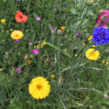 Wiese, rotblaugelb