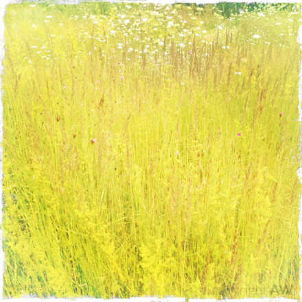 Wiese