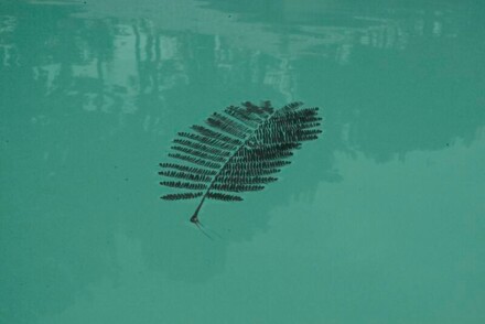 Mimose solitär zinkgrün mit Reflexionen