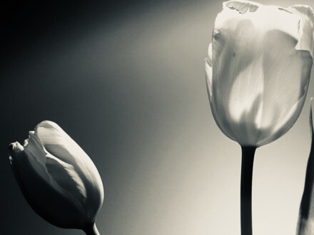 im Licht