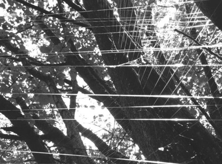 lineaturen-hasel-vernetzt