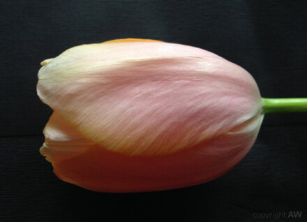 Französische Tulpe