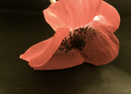 Liegende Blüte