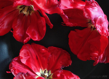 Große Tulpenfigur