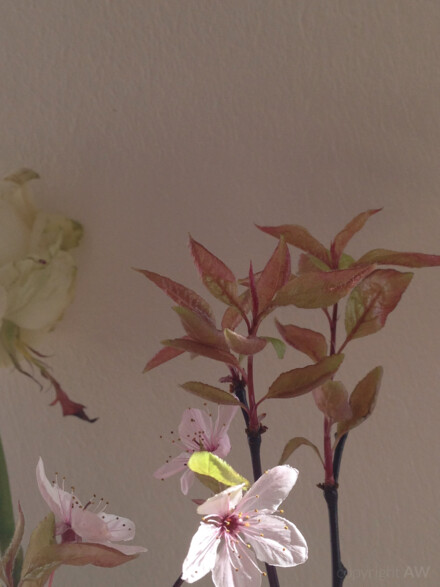 Vor der Wand