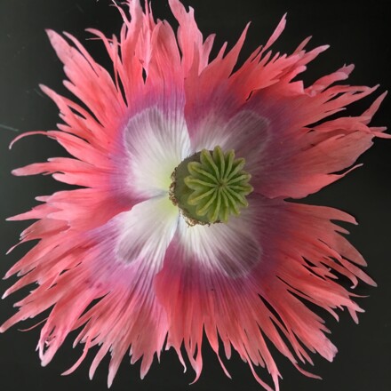 Mohn, flaming, offen