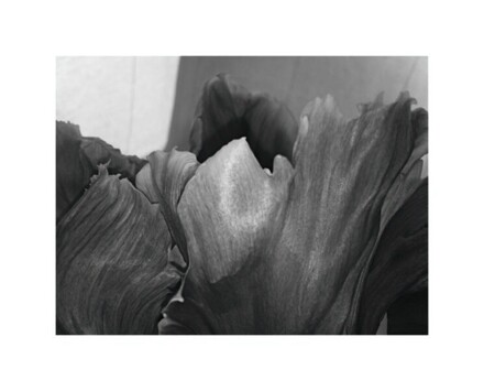 Tulpen, Relief