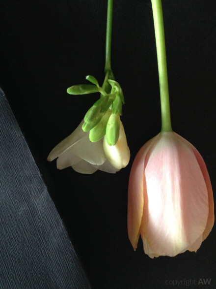 Licht