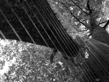 lineaturen-zwei-buchen-2