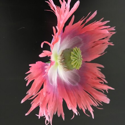 Mohn, flaming, seitlich