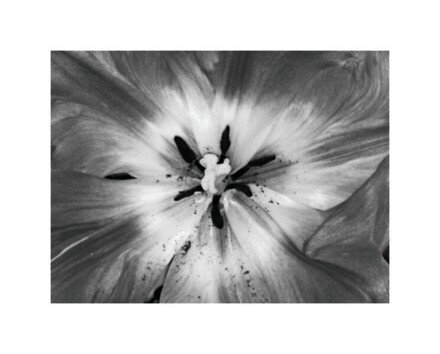 Tulpen, Stempel