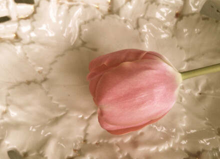 Tulpe auf Porzellan
