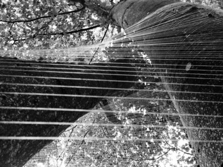 lineaturen-zwei-buchen-3